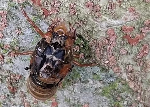 Cicada_ants