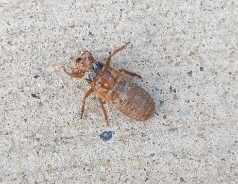 cicada_crawling1