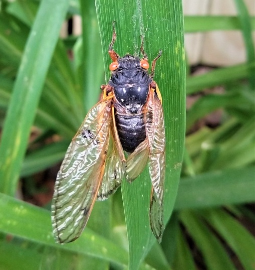 Cicada_wings